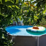 Avocado *